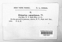 Clitopilus caespitosus image